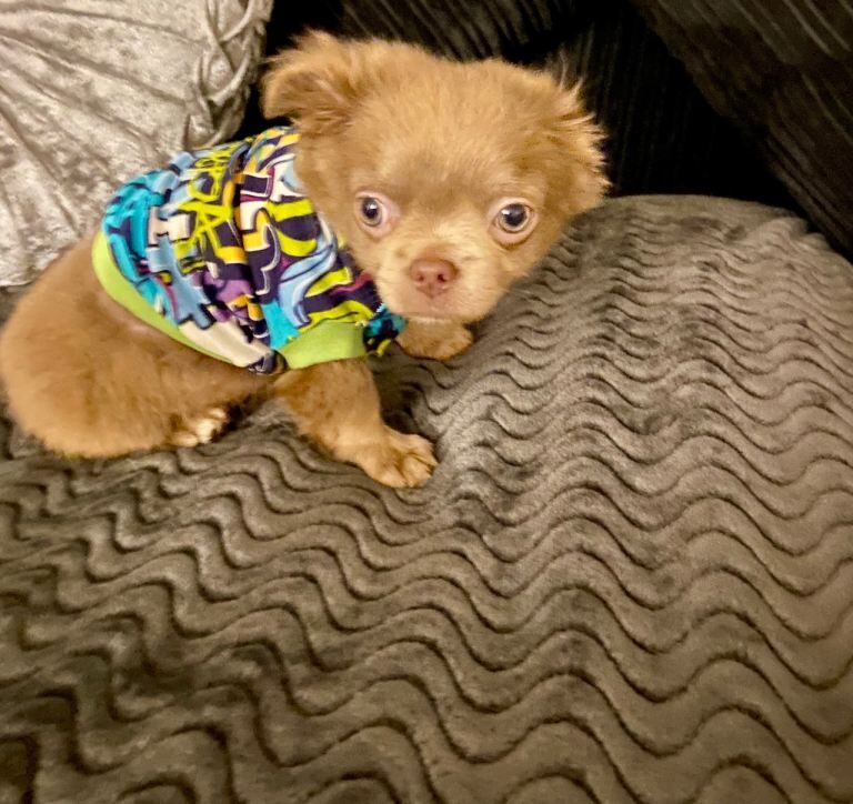 Chihuahua full Russian boy puppies - Image 3 of 5