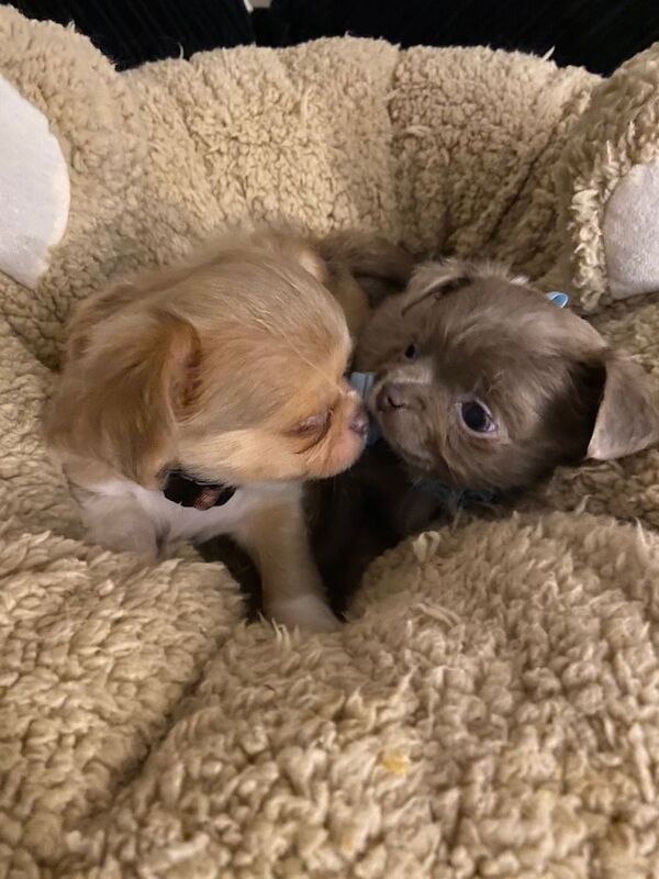 Chihuahua full Russian boy puppies - Image 4 of 5