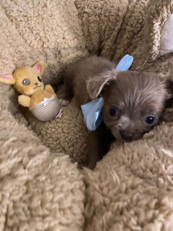 Chihuahua full Russian boy puppies - Image 5 of 5