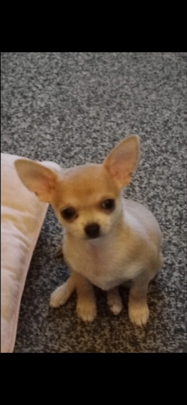Chihuahua puppies for sale in South Normanton, Derbyshire – 1 year old