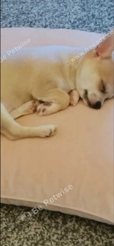 Chihuahua puppies for sale in South Normanton, Derbyshire – 1 year old - Image 3 of 4