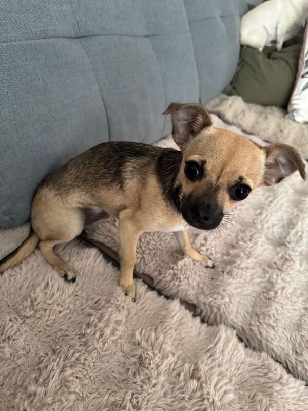 Chihuahua Puppies For Sale