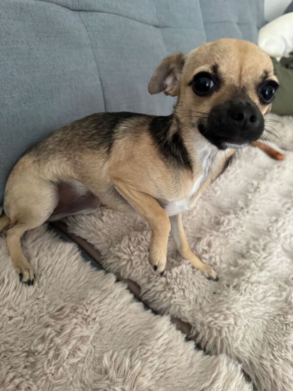 Chihuahua girl - Image 2 of 3