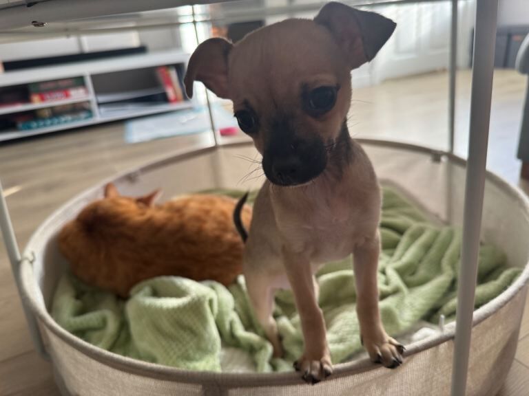 Chihuahua girl - Image 3 of 3