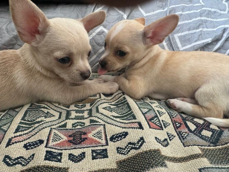 Chihuahua -Girl gone. Brixton - negotiable for sale in Camberwell, Greater London