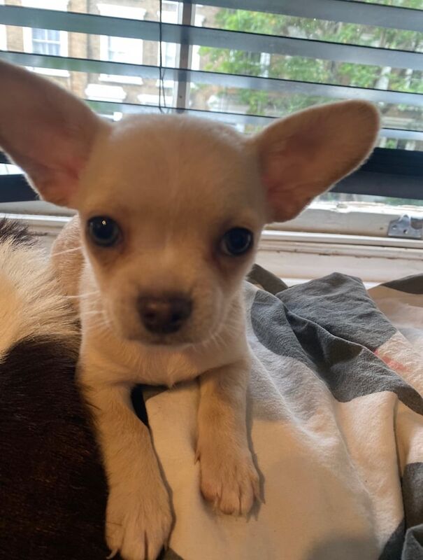 Chihuahua -Girl gone. Brixton - negotiable for sale in Camberwell, Greater London | Image 2