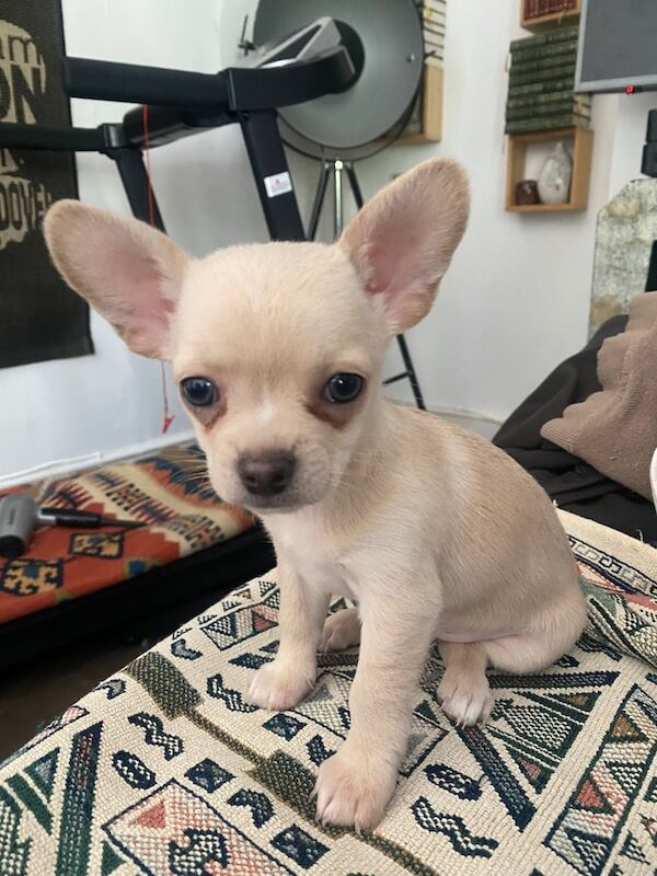 Chihuahua -Girl gone. Brixton - negotiable for sale in Camberwell, Greater London | Image 3