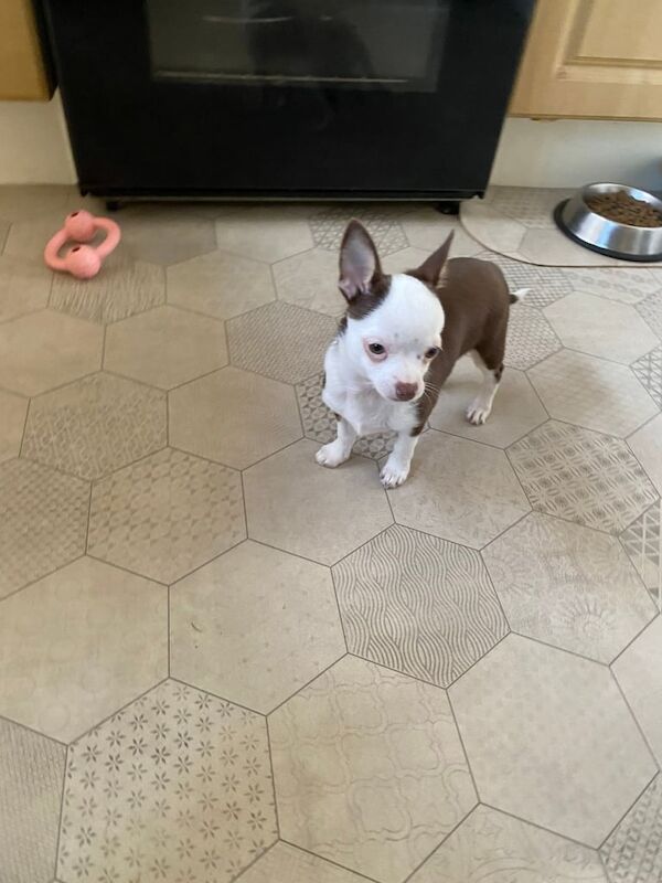 Chihuahua Girl Puppy for sale in Hetton-le-Hole, Tyne and Wear