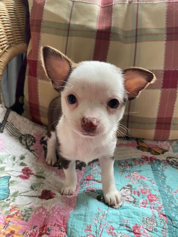 Chihuahua Girl Puppy for sale in Hetton-le-Hole, Tyne and Wear | Image 2