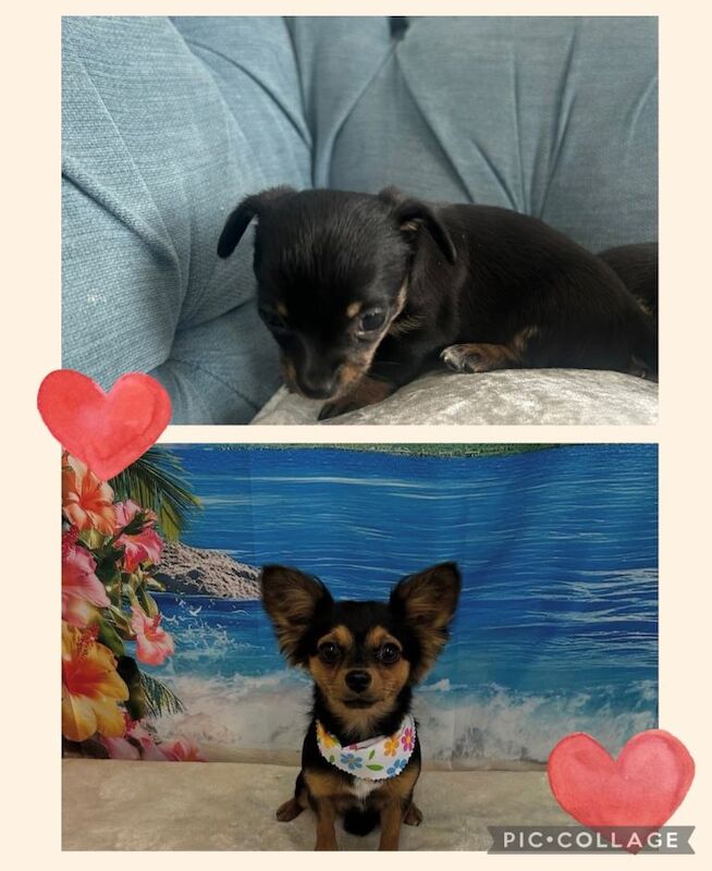Chihuahua Girl Puppy for Forever