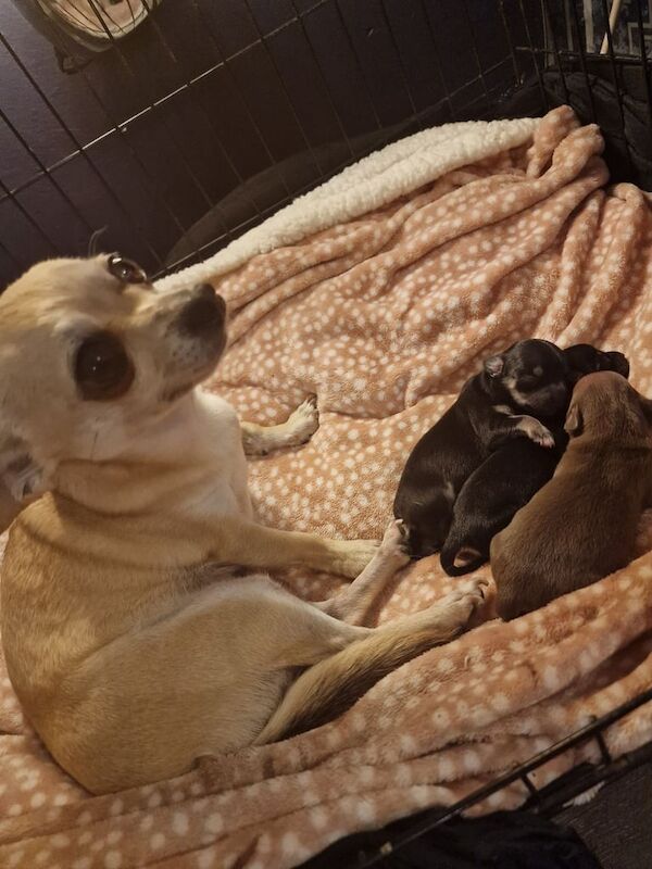 Chihuahua girls for sale in Whitworth, Lancashire