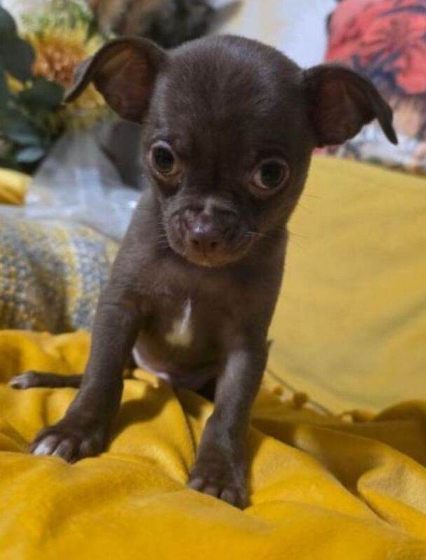 chihuahua grill