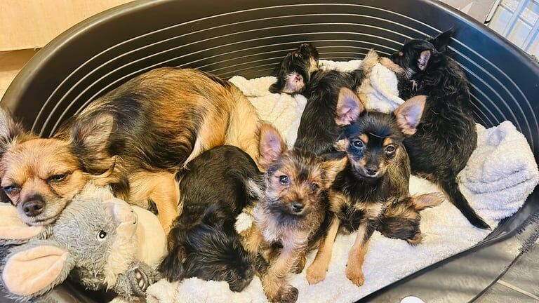 Chihuahua puppies for sale in Leeds, West Yorkshire – 3 months old