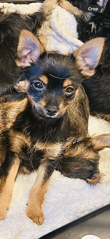 Chihuahua puppies for sale in Leeds, West Yorkshire – 3 months old - Image 2 of 3