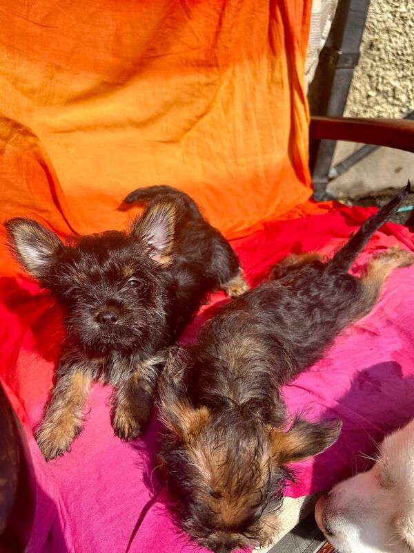Chihuahua puppies for sale in Leeds, West Yorkshire – 3 months old - Image 3 of 3