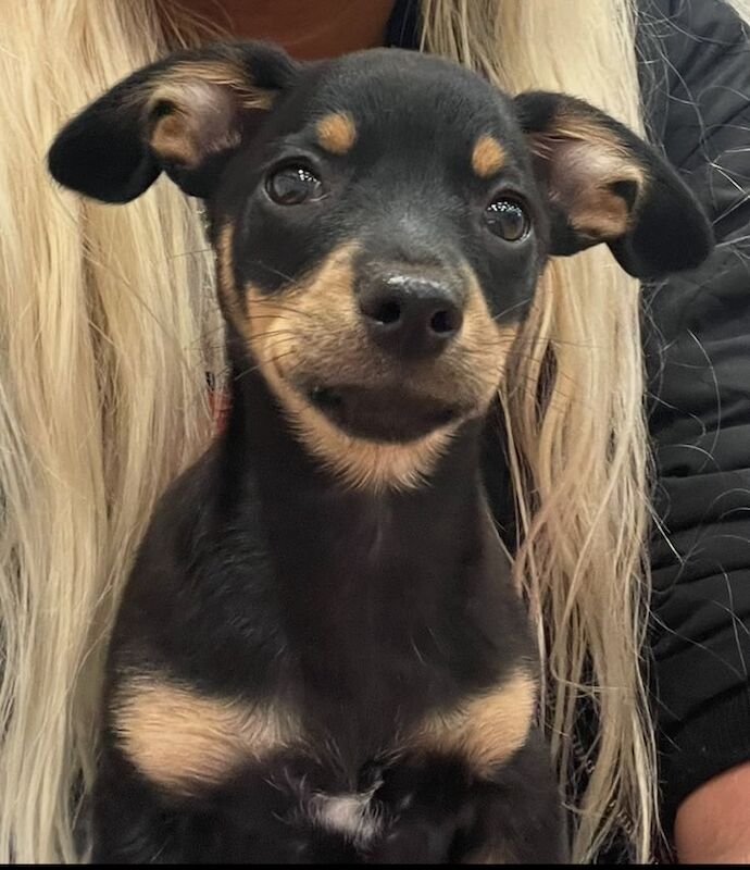 Chihuahua puppies for sale in Kennington, Greater London – 4 months old
