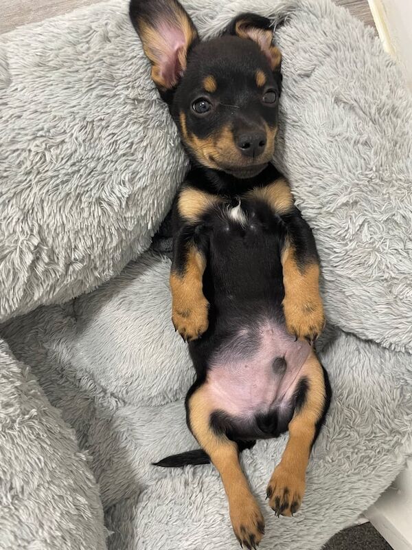 Chihuahua puppies for sale in Kennington, Greater London – 4 months old - Image 2 of 2
