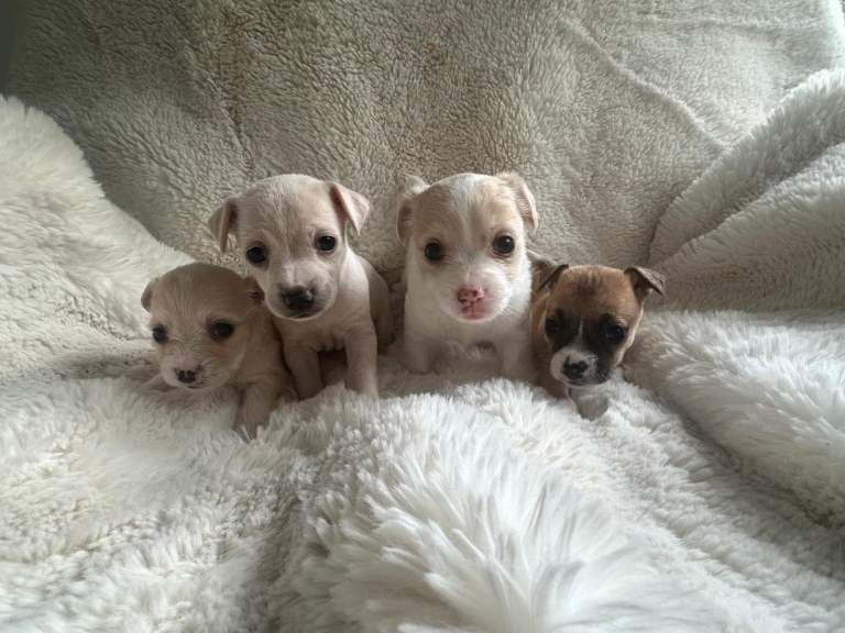 Chihuahua Puppies For Sale Under £1,000