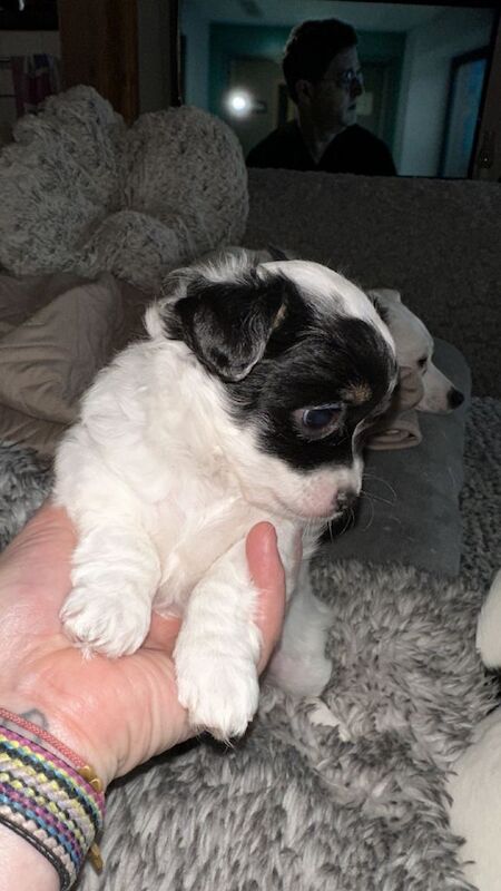 Chihuahua Puppies For Sale