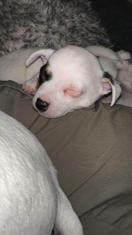 Chihuahua/Jack Russell mix - Image 2 of 6