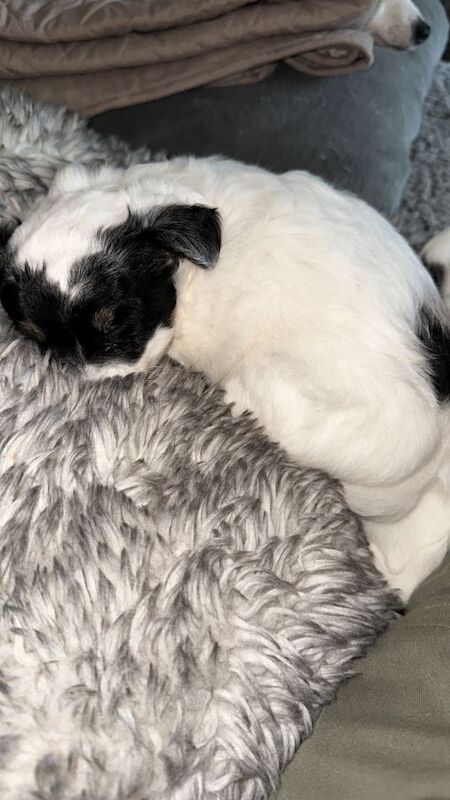 Chihuahua/Jack Russell mix - Image 3 of 6