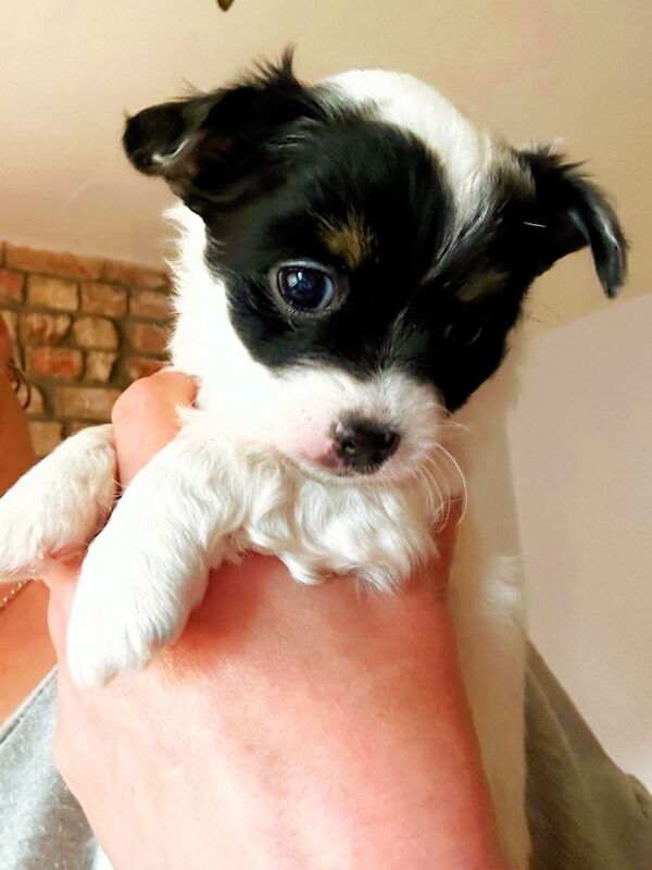 Chihuahua/Jack Russell mix - Image 4 of 6