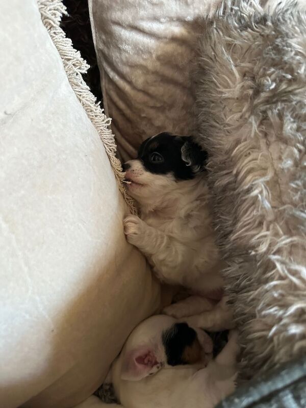 Chihuahua/Jack Russell mix - Image 5 of 6