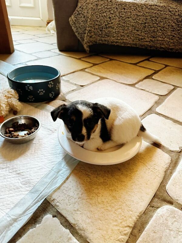 Chihuahua/Jack Russell mix - Image 6 of 6