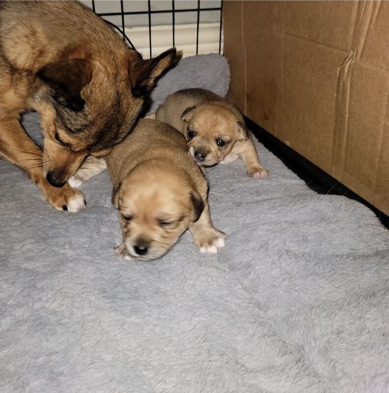 Chihuahua puppies for sale in Leek, Staffordshire – 2 weeks old