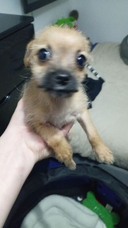 Chihuahua puppies for sale in Reading, Berkshire – 4 months old
