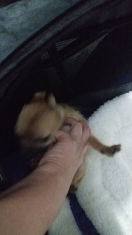 Chihuahua puppies for sale in Reading, Berkshire – 4 months old - Image 2 of 3