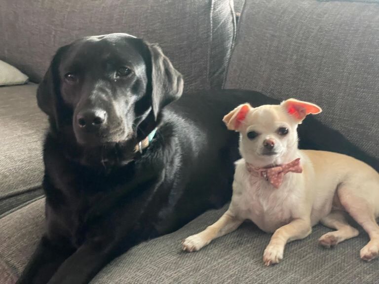 Chihuahua & Lab mix