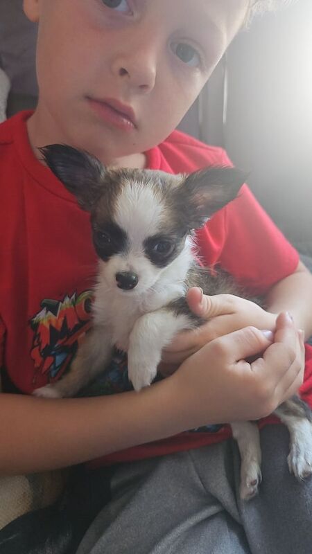 Chihuahua puppies for sale in Larne, County Antrim – 11 weeks old