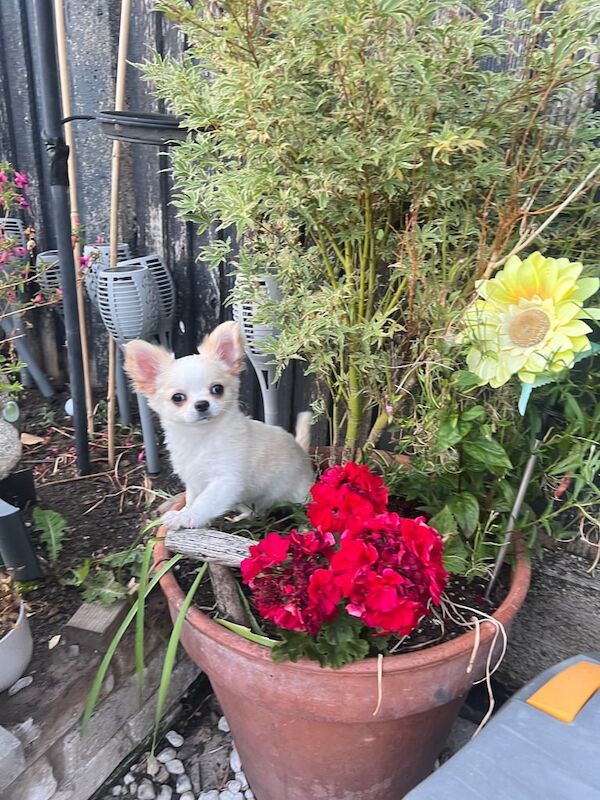 Chihuahua puppies for sale in Uxbridge, Greater London – 3 months old
