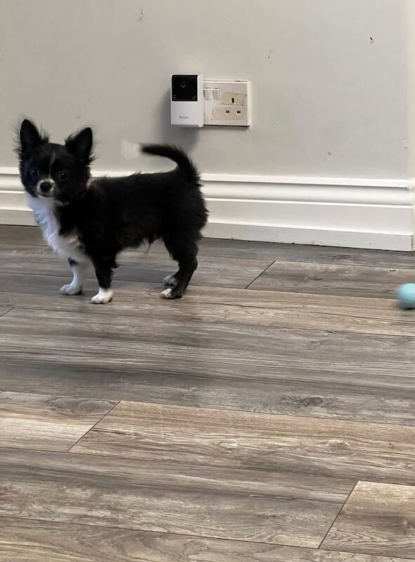 Chihuahua puppies for sale in Uxbridge, Greater London – 3 months old - Image 2 of 3