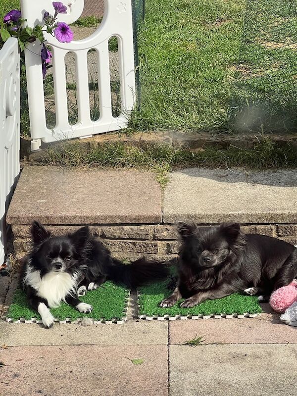 Chihuahua puppies for sale in Uxbridge, Greater London – 3 months old - Image 3 of 3
