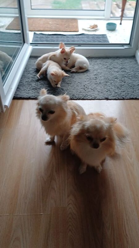 Proven Chihuahua Longcoat pretty Boy Fawn with white chest and white paws - Image 2 of 5