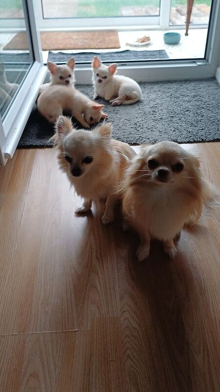 Proven Chihuahua Longcoat pretty Boy Fawn with white chest and white paws - Image 3 of 5