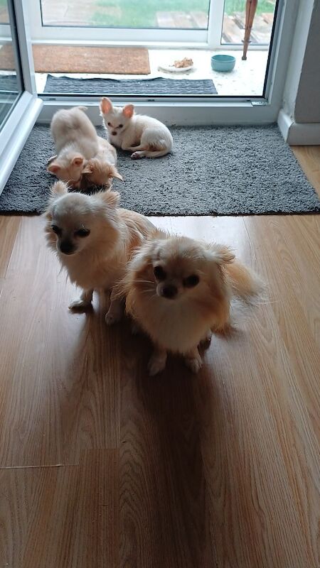 Proven Chihuahua Longcoat pretty Boy Fawn with white chest and white paws - Image 4 of 5