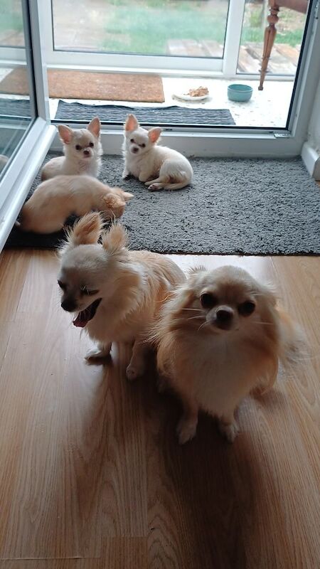 Proven Chihuahua Longcoat pretty Boy Fawn with white chest and white paws - Image 5 of 5