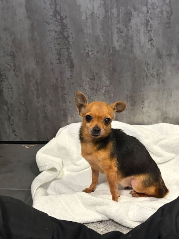 Chihuahua puppies for sale in Accrington, Lancashire – 4 years old