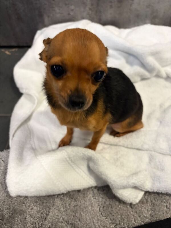 Chihuahua puppies for sale in Accrington, Lancashire – 4 years old - Image 2 of 2