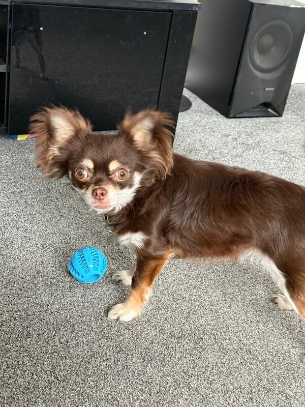Chihuahua male 2yrs old for sale in Tingley, West Yorkshire