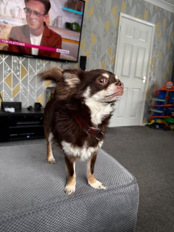 Chihuahua male 2yrs old for sale in Tingley, West Yorkshire - Image 2
