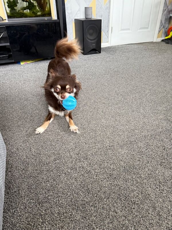 Chihuahua male 2yrs old for sale in Tingley, West Yorkshire - Image 3