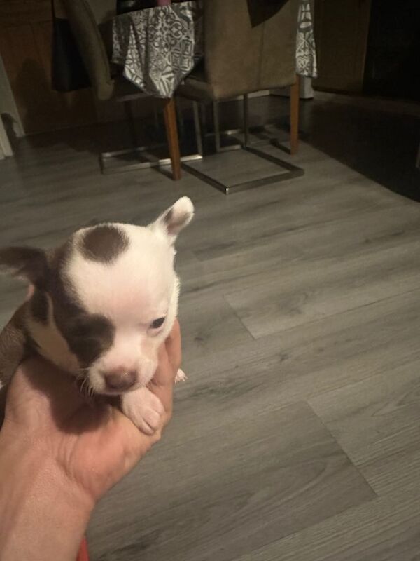 Chihuahua male baby