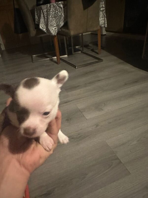 Chihuahua male baby - Image 2 of 4