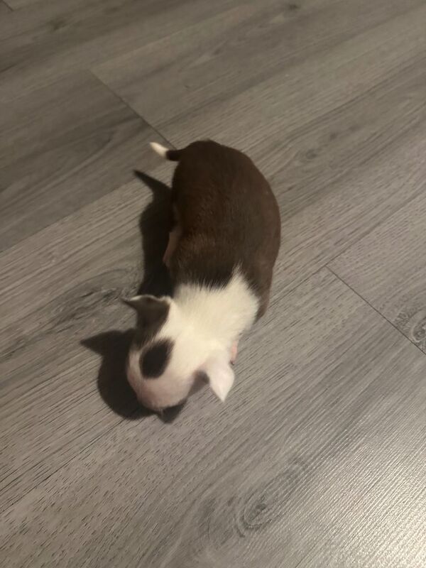Chihuahua male baby - Image 3 of 4