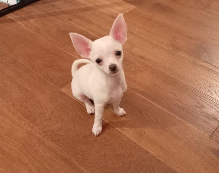 Chihuahua puppies for sale in Magherafelt, County Londonderry – 11 weeks old