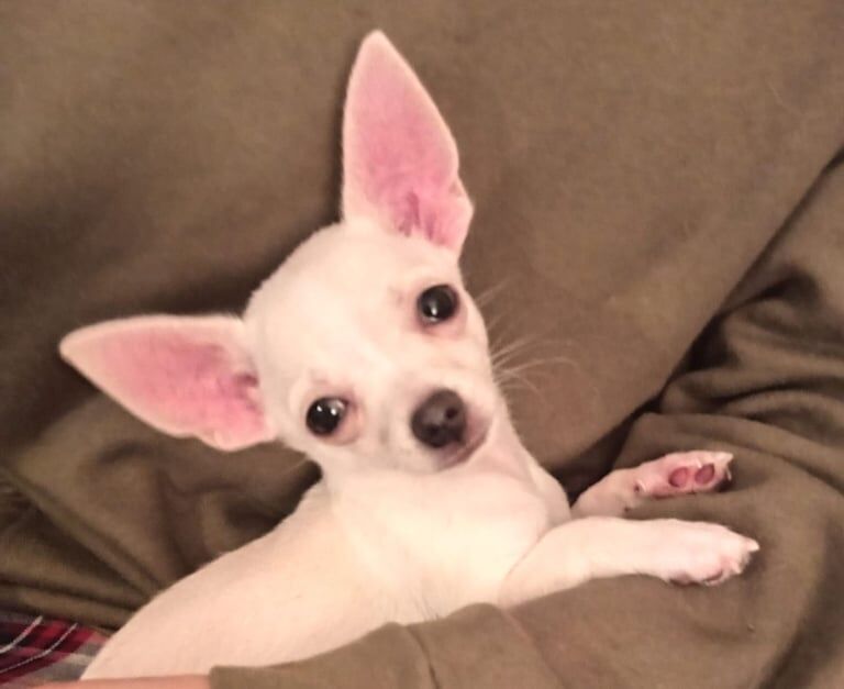 Chihuahua puppies for sale in Magherafelt, County Londonderry – 11 weeks old - Image 2 of 2